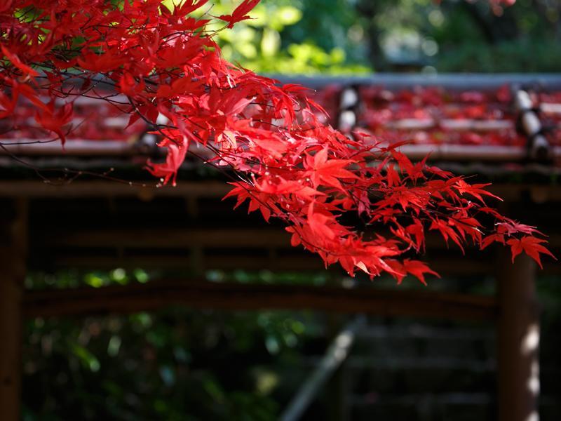 Nakanobo Zuien (Adults Only) Kōbe Esterno foto